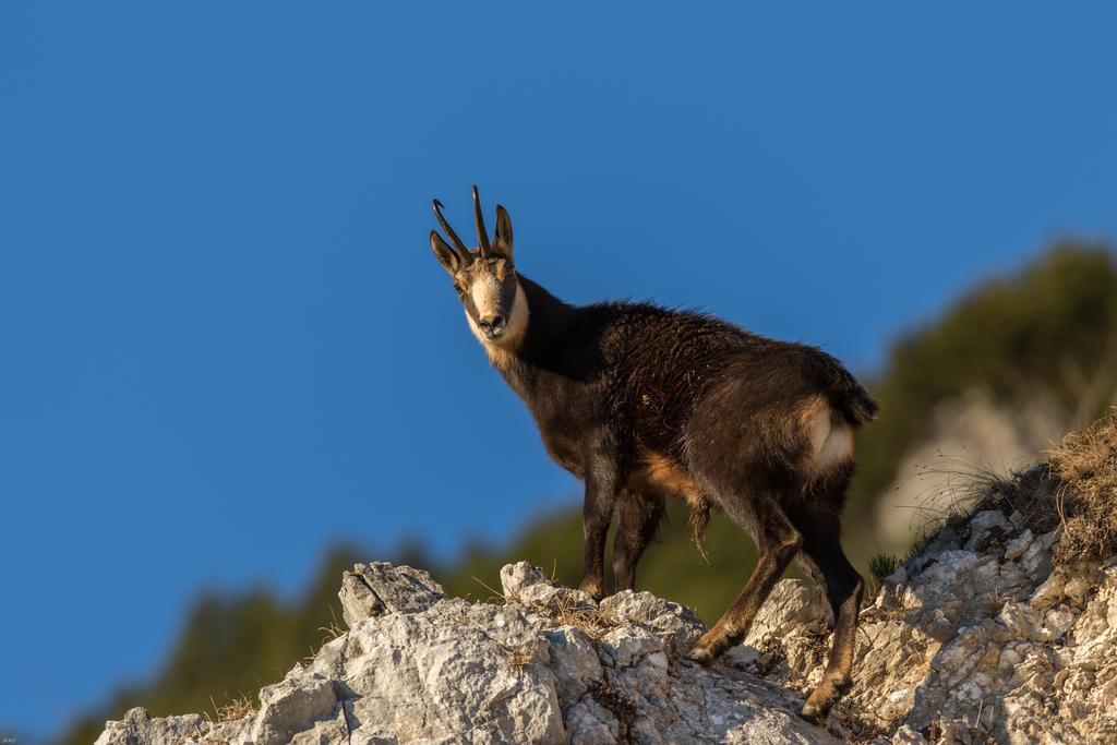 Brunarica Bled Zatrnik Pokljuka Εξωτερικό φωτογραφία